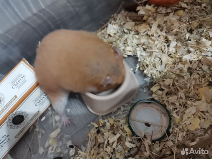 Сирийский хомяк