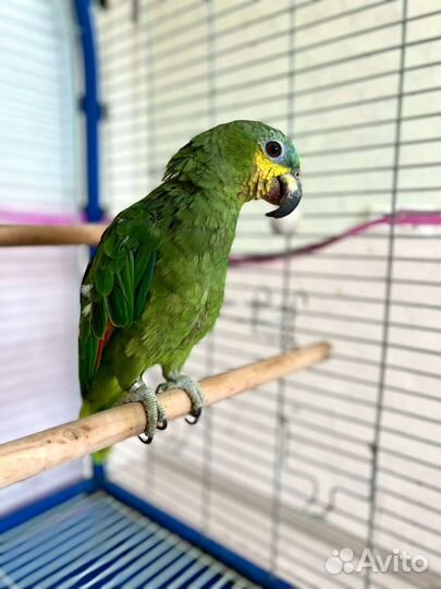 Попугай Венесуэльский Амазон