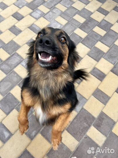 Собака в добрые руки