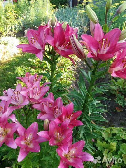 Цветы лилии, лилейники