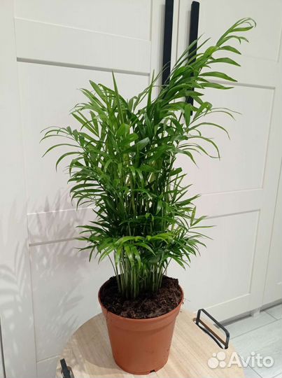 Пальма хамедорея (Бамбуковая пальма)