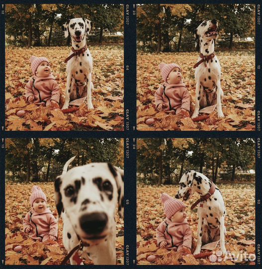 Фотосессия с далматином