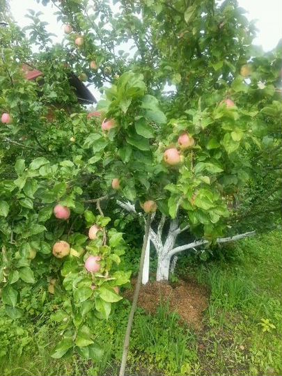 Дача 36 м² на участке 6 сот.