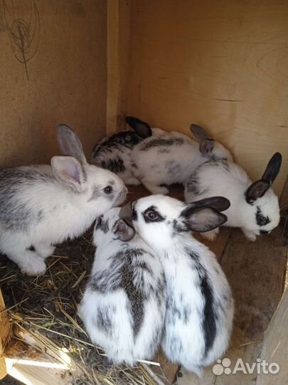 Крольчата