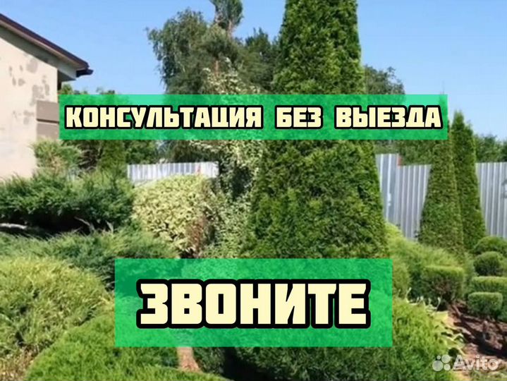 Садовник, Стрижка деревьев и кустарников, изгороди