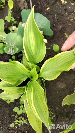 Хоста, многолетники