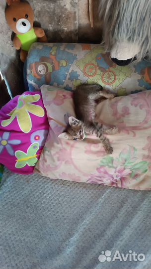 Котенок мальчик бесплатно