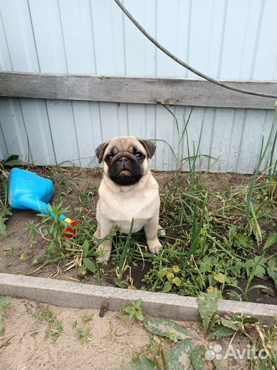 Мопс девочка 4 месяца