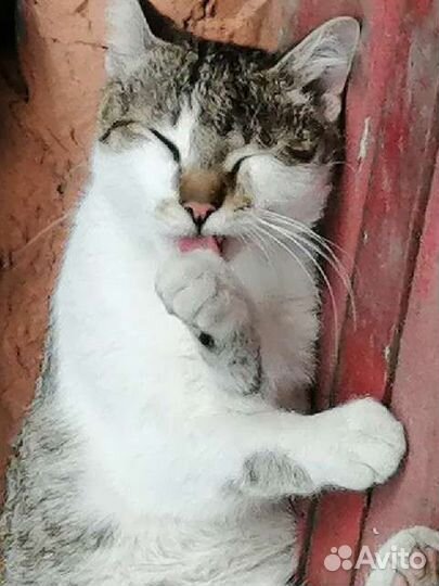 Домашний котёнок