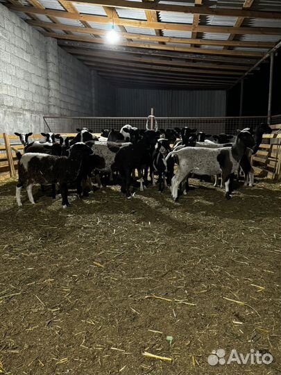 Овцы ягнята дорпер