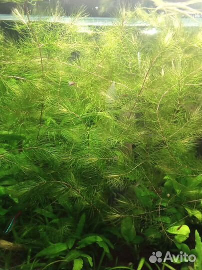 Роголистник