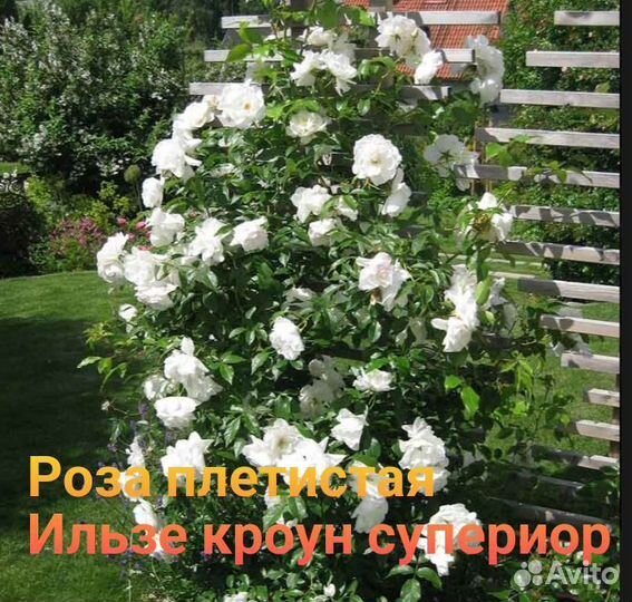 Роза плетистая
