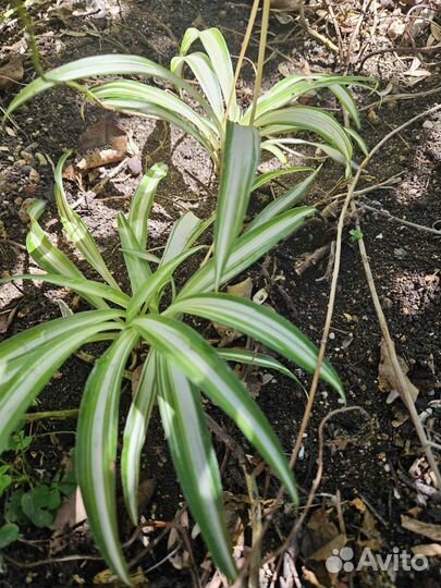 Хлорофитум