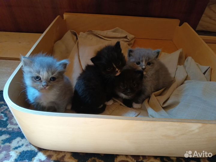 Домашние животные котята бесплатно