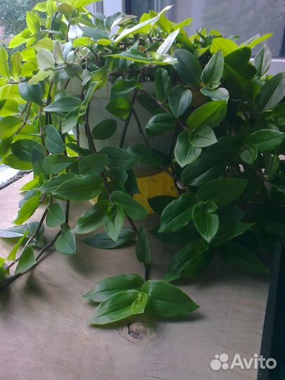 Традесканция Пеперомия