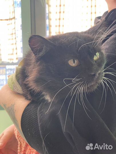 Кошки в добрые руки