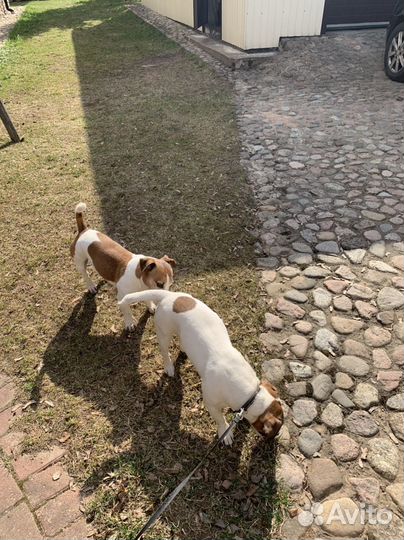 Собаки щенки джек рассел