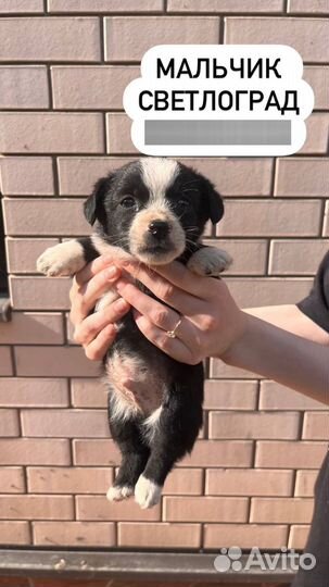 Щенки в добрые руки бесплатно