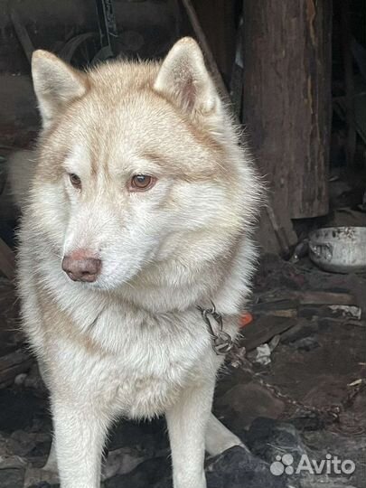 Сибирский хаски