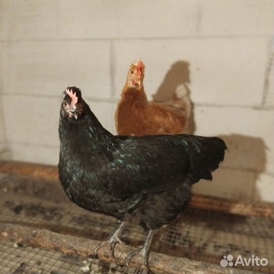 Петух на племя