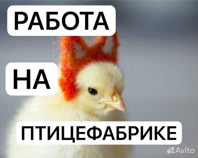 Разнорабочие на птицефабрику вахта с жильем