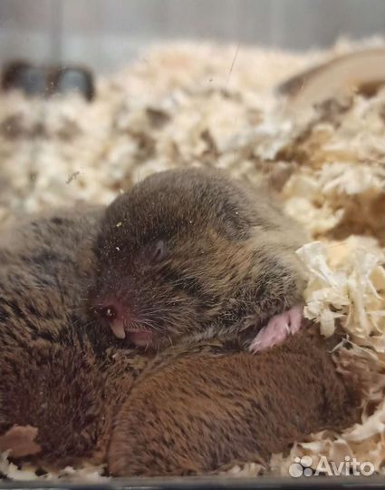 Слепушонка восточная (малыши готовы к переезду)