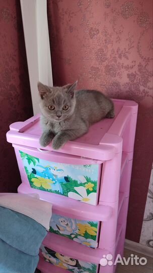 Британские котята
