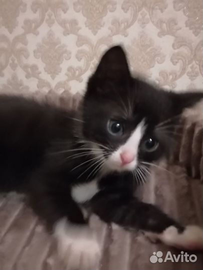 Отдам котенка