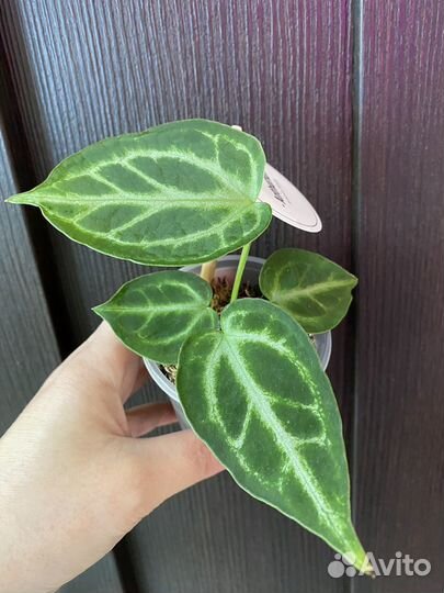 Хлорофитум Оранж. Кристаллинум. Аглаонемы