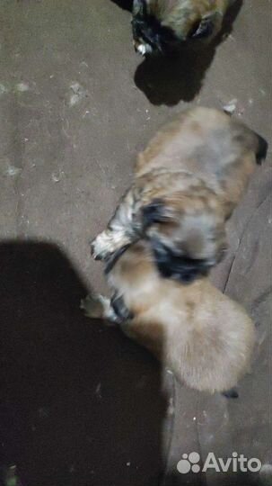 Щенки пекинеса