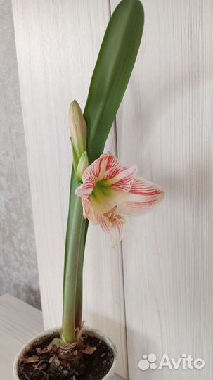 Гиппиаструм