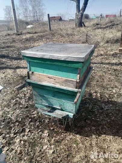 Продам пчелосемьи с ульями,рамками и с магазинами