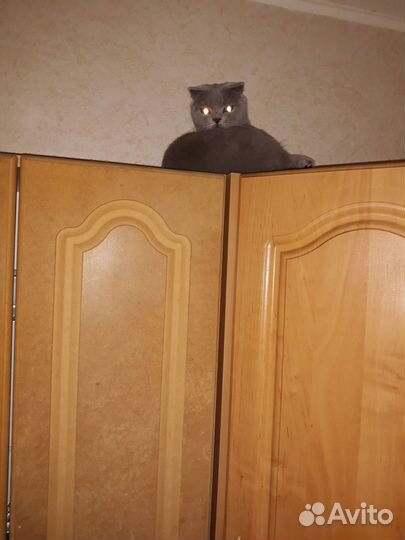 Отдам кошку в добрые руки (британка)