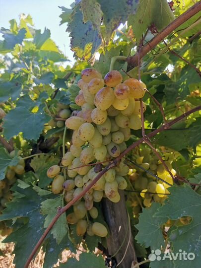 Продаю виноград сорт Ласта
