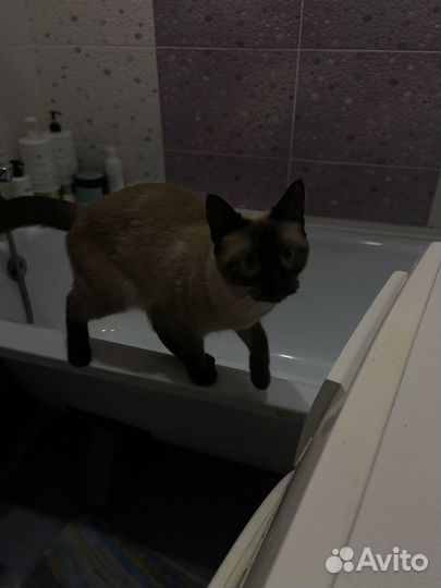 Кошка тайская
