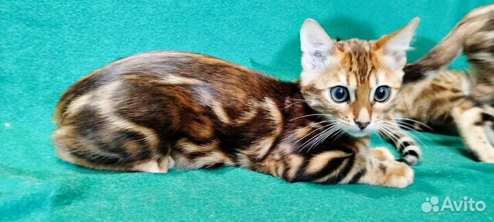 Бенгальские