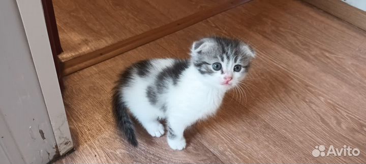 Котята Вислоухие Бесплатно