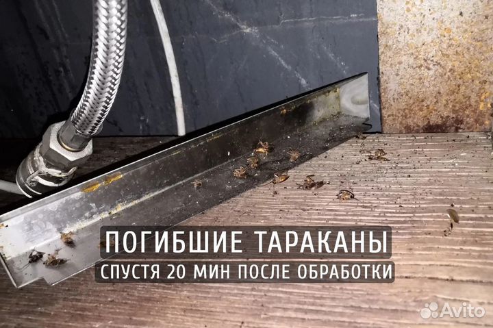 Уничтожение клопов травля тараканов дезинфекция