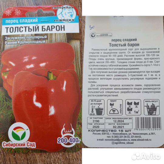 Рассада сладкого перца