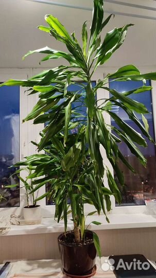 Пальма юкка