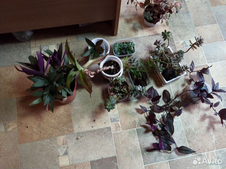 Распродажа цветов