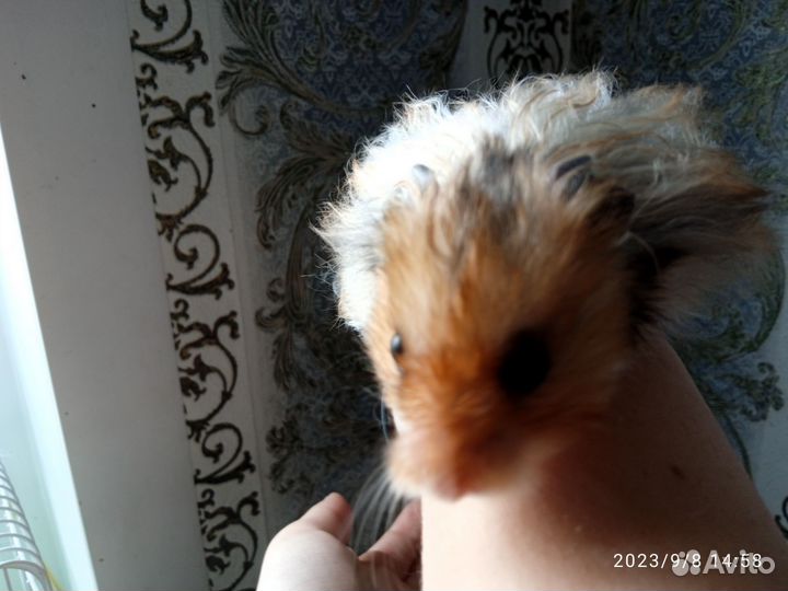 Сирийский хомяк