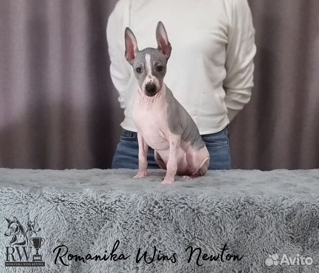 Щенки Американского голого терьера агт