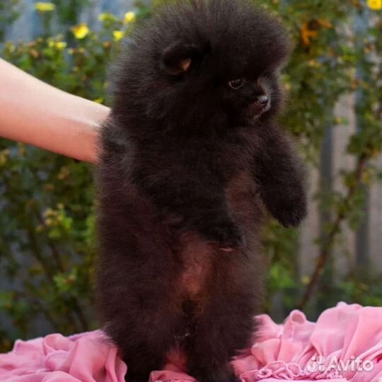 Померанский шпиц мини щенок