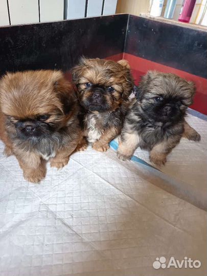 Щенки пекинеса
