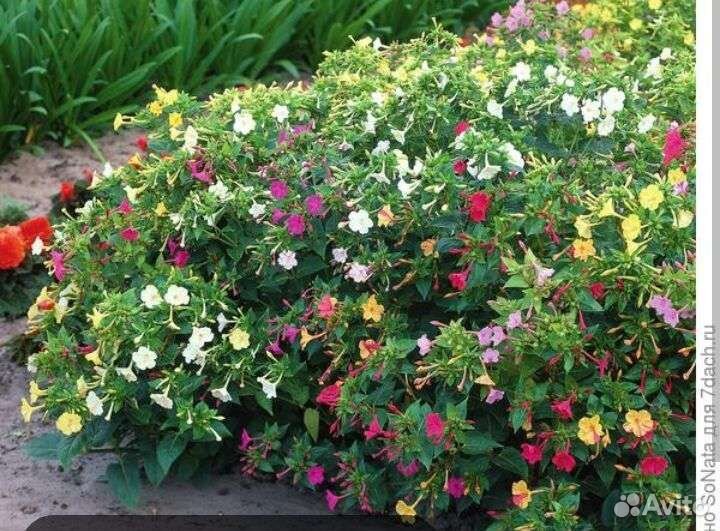 Рассада однолетних цветов