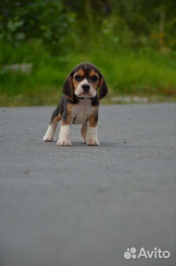 Щенки бигль