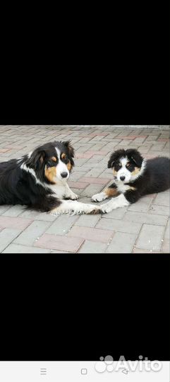 Щенки аусси (Австралийская овчарка)