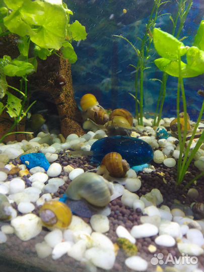 Аквариумные улитки ампуллярии голубые