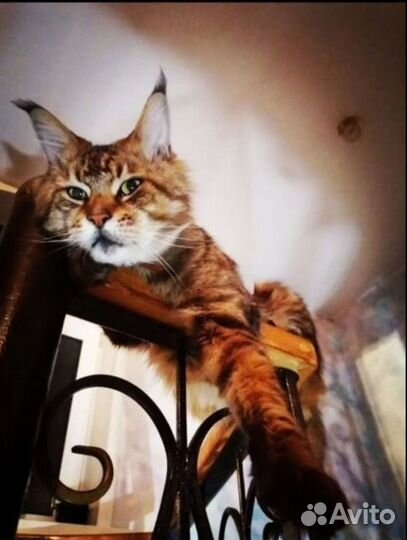 Котята мейн-кун